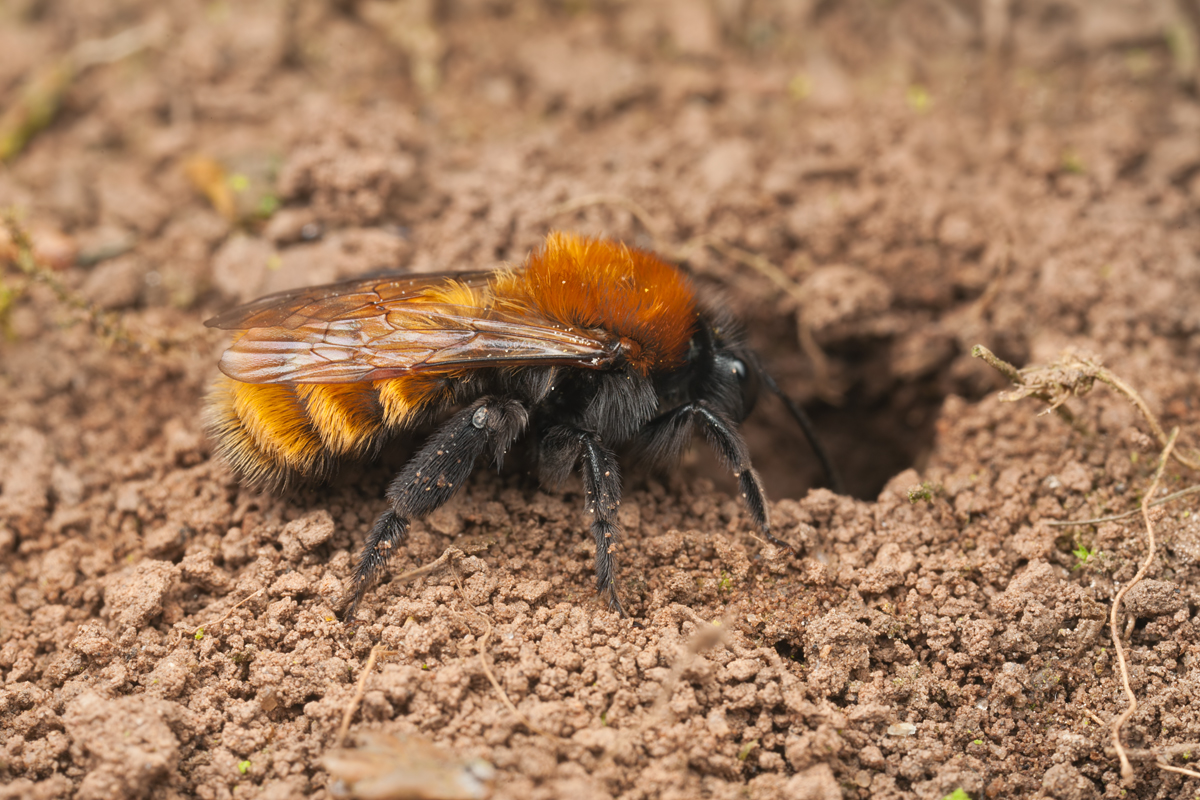 Tawny Mining Bee and Nest Hole 3